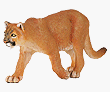 Safari: Mountain Lion
