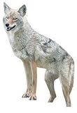 COYOTE Decoy Replica Goose Repeller by BirdX
