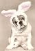 628-066 - Doris - Rachael Hale 4x6 postcard