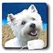 All Products : Dogs West Highland Terrier - West Highland Terrier - Mouse Pads