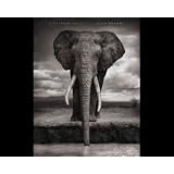 A Shadow Fallspar Nick Brandt