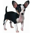 Chihuahua Puppy Dog Die-Cut Photographic Magnet