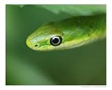 Rough Green Snake Animals Photographic Poster Print by Michael Pettigrew, 10x8