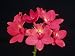 Compact Reed-Stem Epidendrums (Orchid Plants)