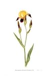 Miniature Tall Bearded Iris by Pamela Stagg, 12x20