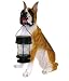 boxer4 - Boxer Dog with Lantern Solar Light