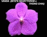 Vanda (Bitz's Heartthrob X Thongchai) 1610H