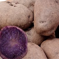 北海道直送 じゃがいも シャドークイーン5kgセット