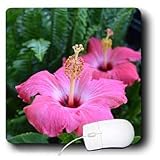 Patricia Sanders Flowers - pink hibiscus - Mouse Pads