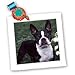 3dRose Boston Terrier Duke Square Quilt Sheet, 10 by 10-Inch