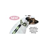 Yellow Lighted LED Dog Leash & Collar