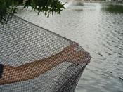 Dewitt Pond Netting 14 X 14'