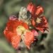 Scarlet Globe Mallow (Sphaeralcea coccinea) - Jumbo Wildflower Seed Packet