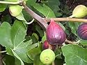 'Black Mission' Fig Tree - perfect for Patio / Container gardening