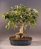 Ficus Root Over Rock Bonsai Tree<br><i>(ficus orientalis)</i>
