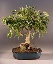 Bonsai Boy's Ficus Root Over Rock Bonsai Tree<br><i>(ficus benjamina)</i>