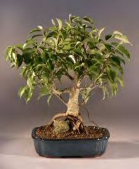 Ficus Root Over Rock Bonsai Tree<br><i>(ficus orientalis)</i>