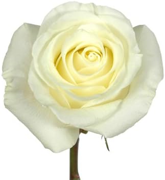 Fresh Flowers - Two Dozen Best White Birthday Roses