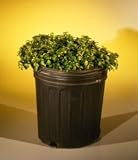 Bonsai Boy's Pre Bonsai Japanese Kingsville Boxwood buxus microphylla 'compacta'