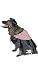 Pirate Dog Pet Costume Medium