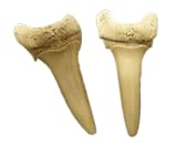 Set of 2 True Blood Fossil Dracula Vampire Teeth Fang