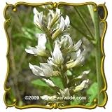Wild Licorice (Glycyrrhiza lepidota) Jumbo Wildflower Seed Packet (60)