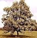 Winged Elm Tree, 30-40 Inch