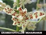 Grammatophyllum measurianum
