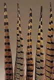 pheasant feather 20 to 22'' pack of 6 feather