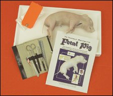 EW FETAL PIG