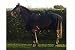 280g Horse Fleece Cooler Blanket - Black 6ft