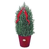 Cypress Christmas Tree in Christmas Pot