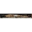 Hans Holbein d. J. (Altarretabel of Hans Oberried for the Cathedral of Freiburg, predella: Dead Christ) Art Poster Print - 13x19