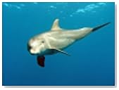 The Advanced Intelligence of Dolphin Man (The Emergence of Dophin Man and the Decline of Wise Man)