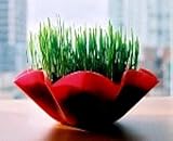 Wheat Sprouting Seeds- 4 ozs- Sweet;Salads,Soups,Bread