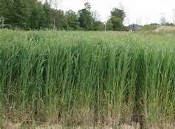 Hinterland Trading Dacotah Switchgrass 1000 Seeds Hinterland Trading Dacotah Switchgrass 1000 Seeds