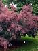 Cotinus coggygria: Smoke Tree Seeds