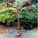 DWARF BANANA - 5 Seeds - Musa acuminata