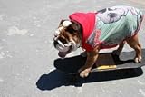 Bulldog SK8R Hoodie, Bulldog Small