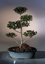 Bonsai Boy's Flowering Brush Cherry - "POM-POM" Style Bonsai Tree<br><i>(Eugenia Myrtifolia)</i>