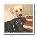 Dogs Labrador Retriever - Labrador Retriever - Iron on Heat Transfers