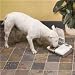 Pet Supplies : PetSafe 2-Meal Pet Feeder