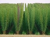 Hops Herbal Capsules