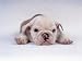 Bulldog Puppy Lying Down Animals Photographic Poster Print by Aflo, 12x9