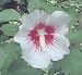 Shrub, \