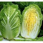 ゆめぶき506[白菜]【タネ】20ml