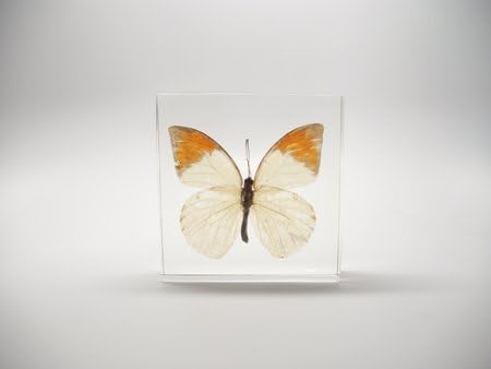 Lucite Treasures Great Orange Tip Butterfly Paperweight