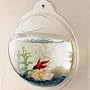 Wall Mounted Acrylic Fish Bowl