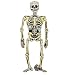 Skeleton 58 inches Cut Out