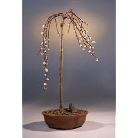 Bonsai Boy's Weeping Pussy Willow Bonsai Tree(salix caprea 'kilmarnock')